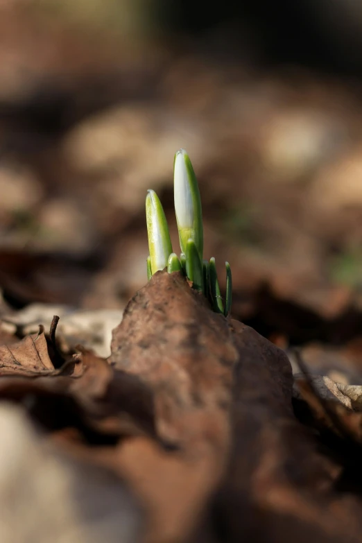 a small plant that is sitting on the ground