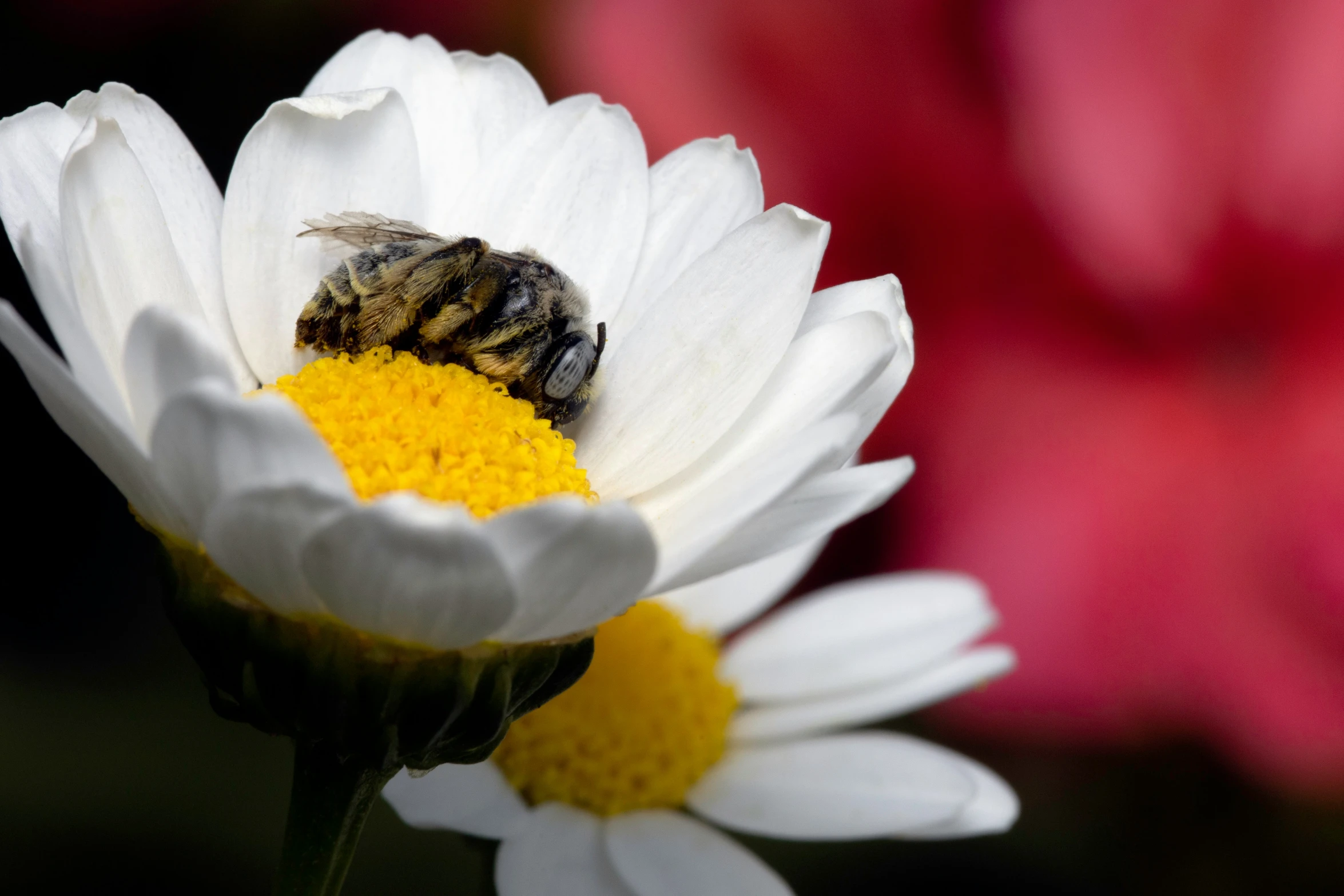 the bee is resting on the flower in front of the other flowers