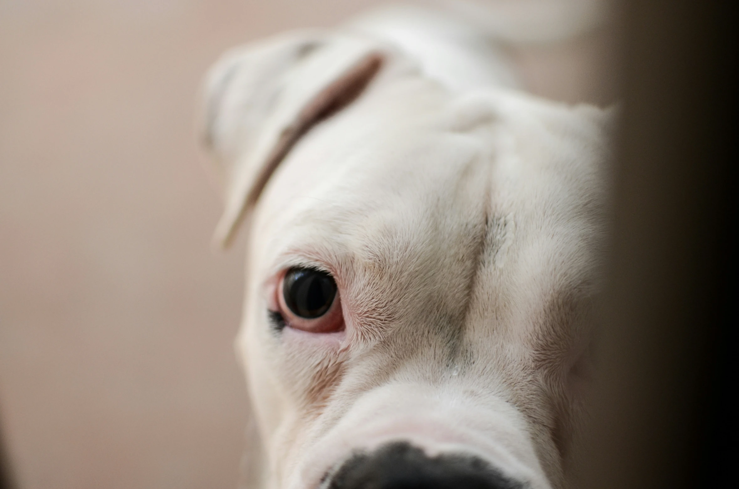 a white dog looking up at the camera