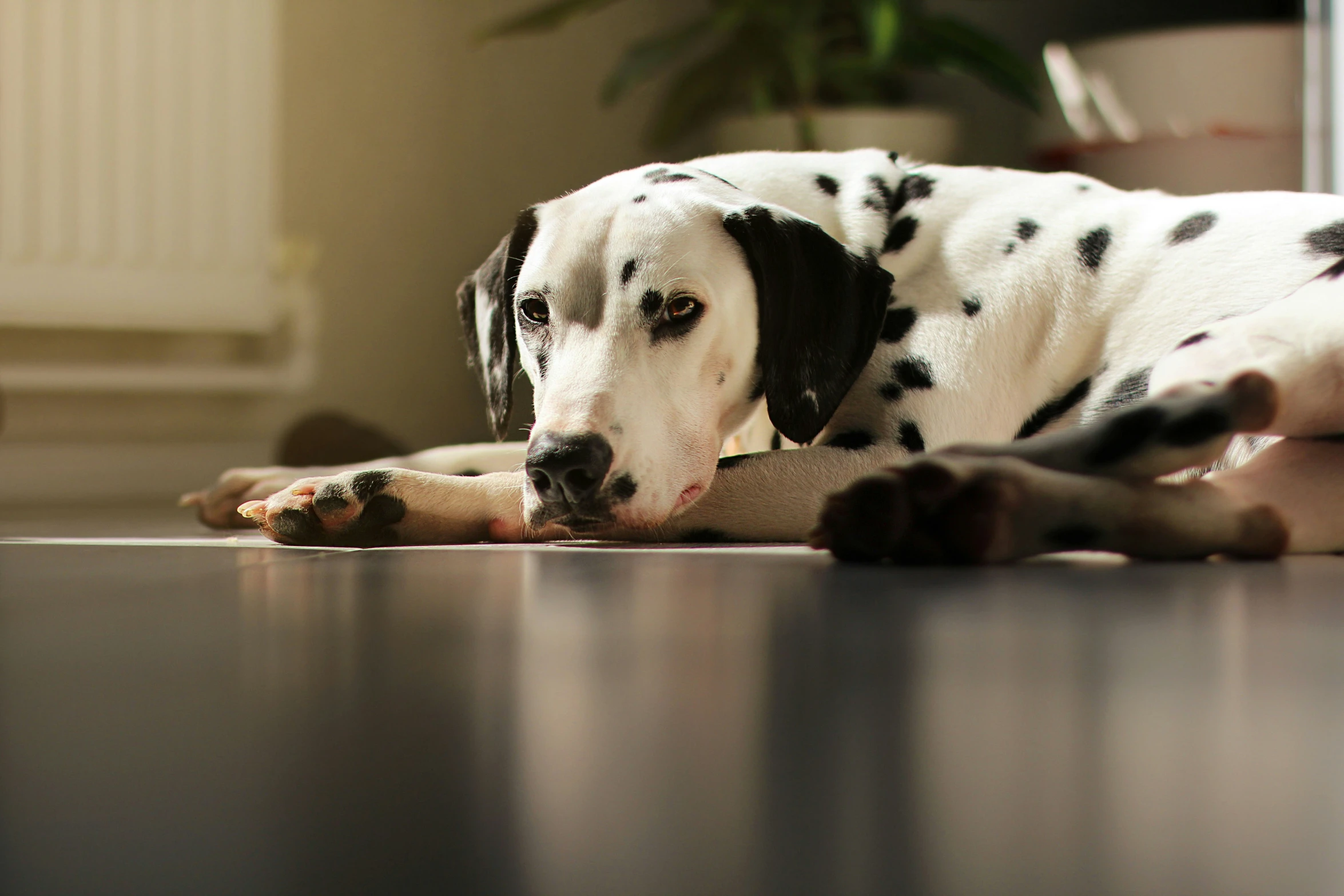 a dalmatian dog that is sitting on the floor