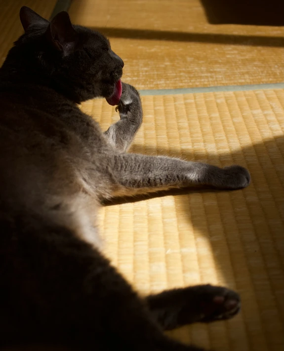 a grey cat is rolling across the floor on it's back