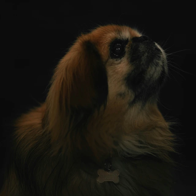 the head of a dog in profile, close up