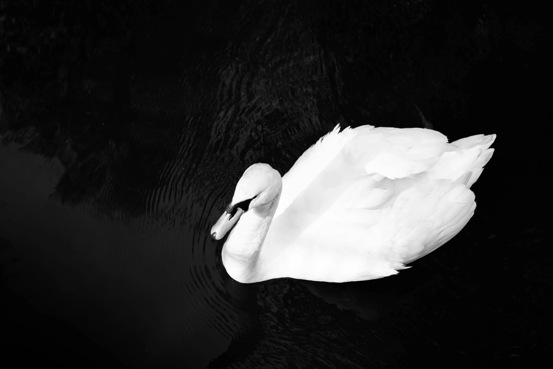 a black and white image of a swan swimming in the water