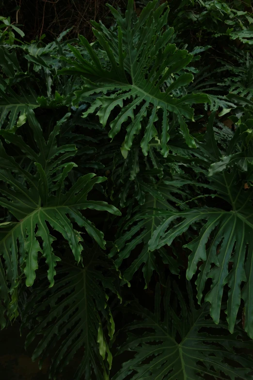 green leaves are growing in a green garden