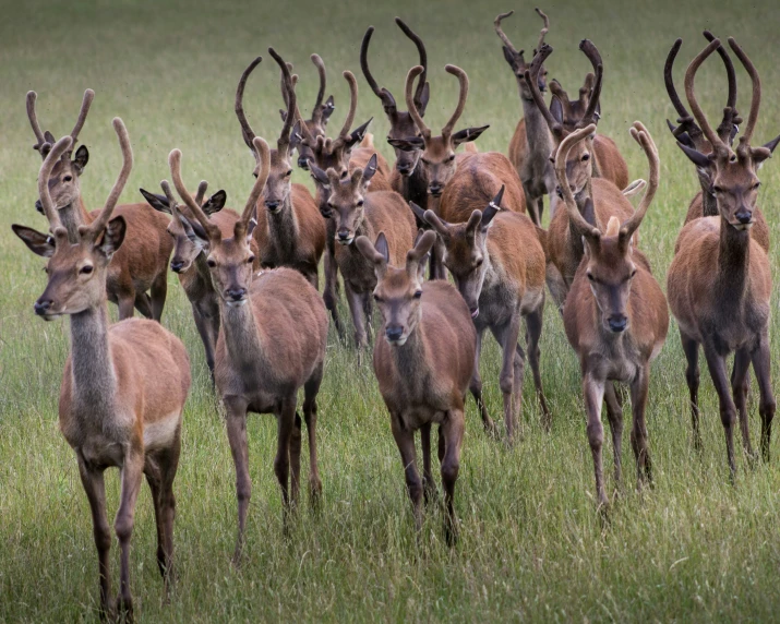 a large group of deer that are standing in the grass