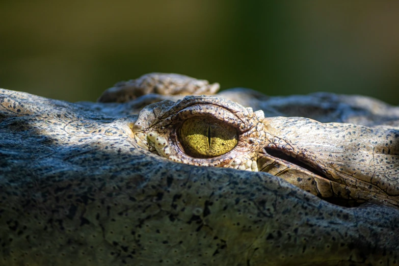 the eye of an alligator resting on a rock