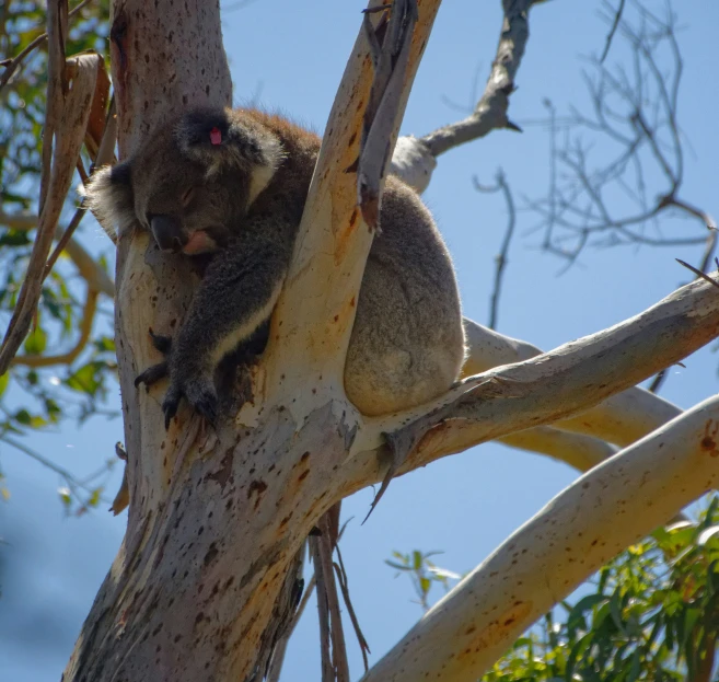 a koala climbing up the tree nches