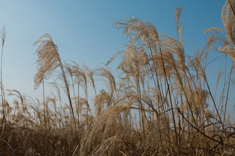 a close up of a bunch of dried grass