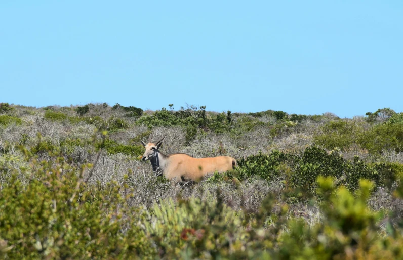 a tan animal walks through some tall grasses