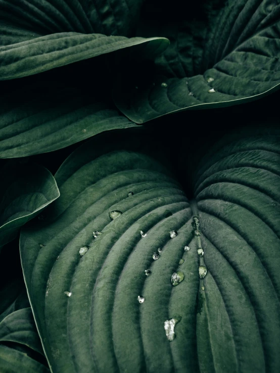 a green leaf covered in small pieces of insect