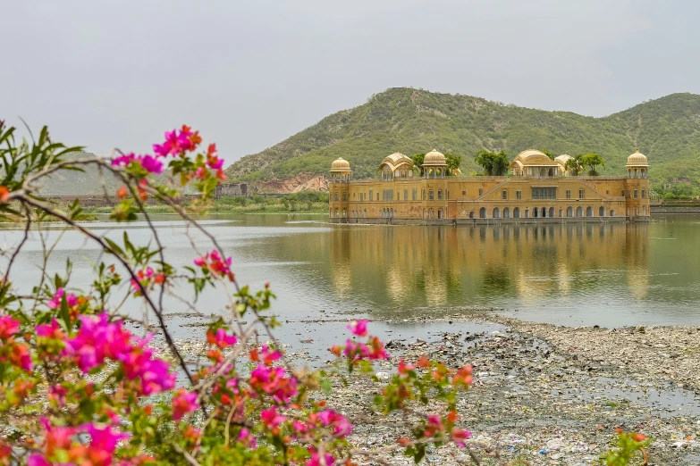 some colorful flowers are in bloom near the water