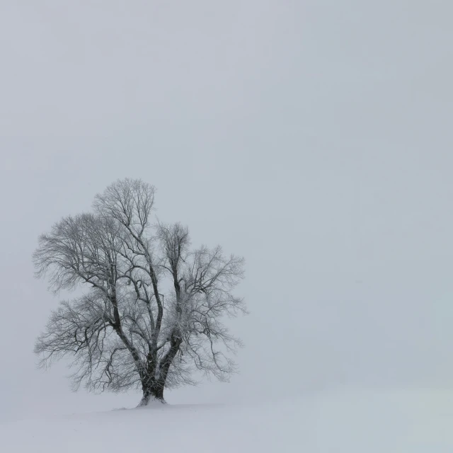 an old tree stands in a very snowy field