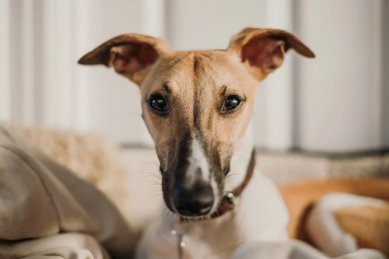 a large brown dog lying on top of a bed