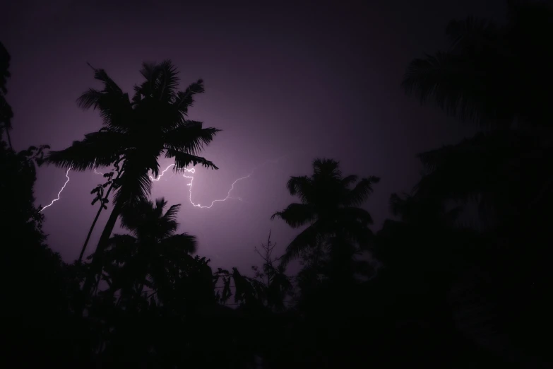 a lightning strike in the night sky behind palm trees