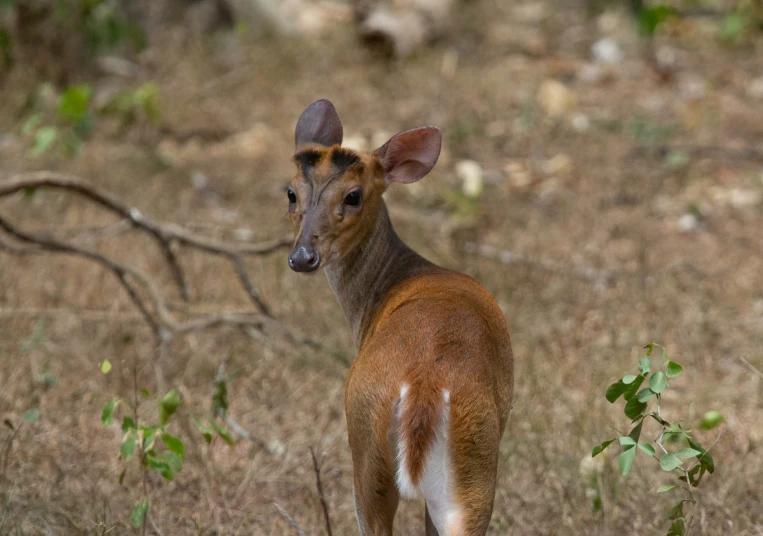 small antelope in the wild during the day