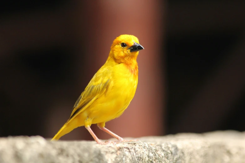 the small bird is standing on a rock