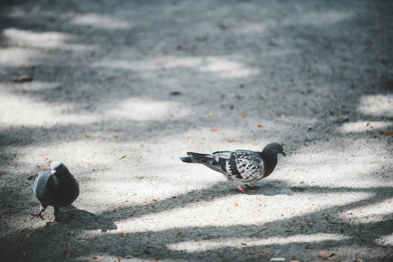 two birds are standing on the ground near each other