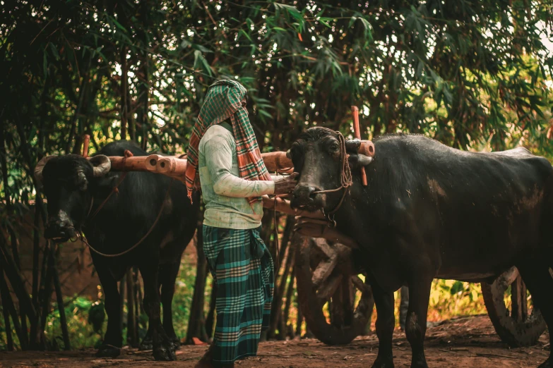 a woman standing beside two black cows in a forest