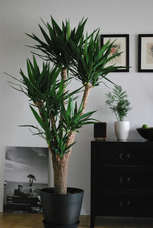 a plant in a pot that is sitting on a table