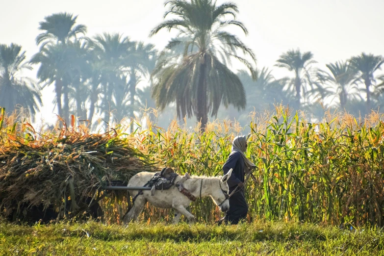 a farmer pulling his horse through the middle of a field