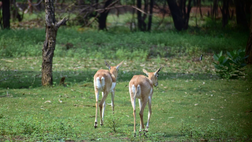 two deer standing on a lush green hillside