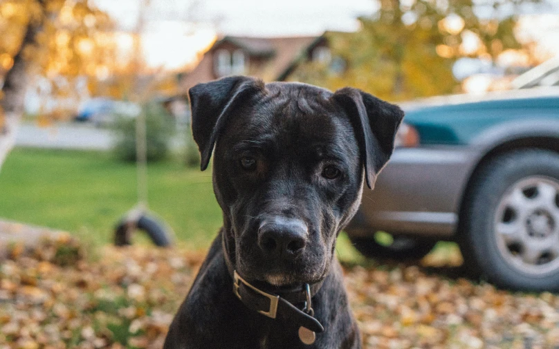 a dog sitting in the fall leaves with the truck behind it