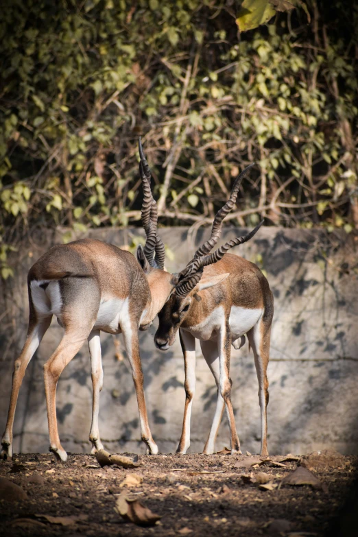 two gazelles standing near each other in front of some trees