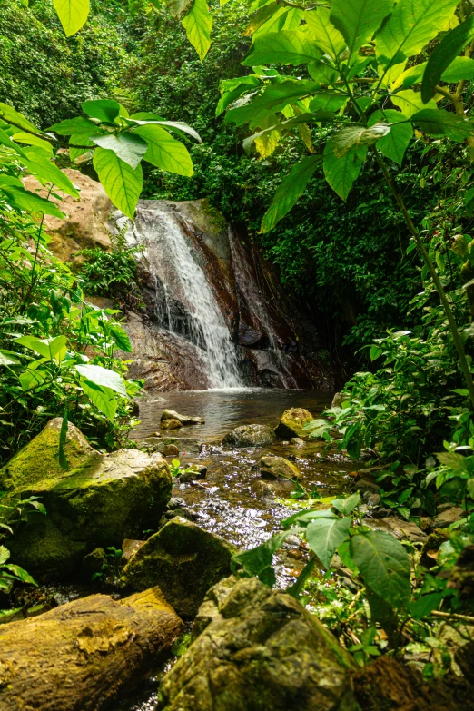 water flowing through a green jungle in the woods