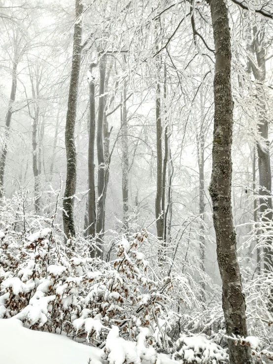 a wooded area covered in snow and frost