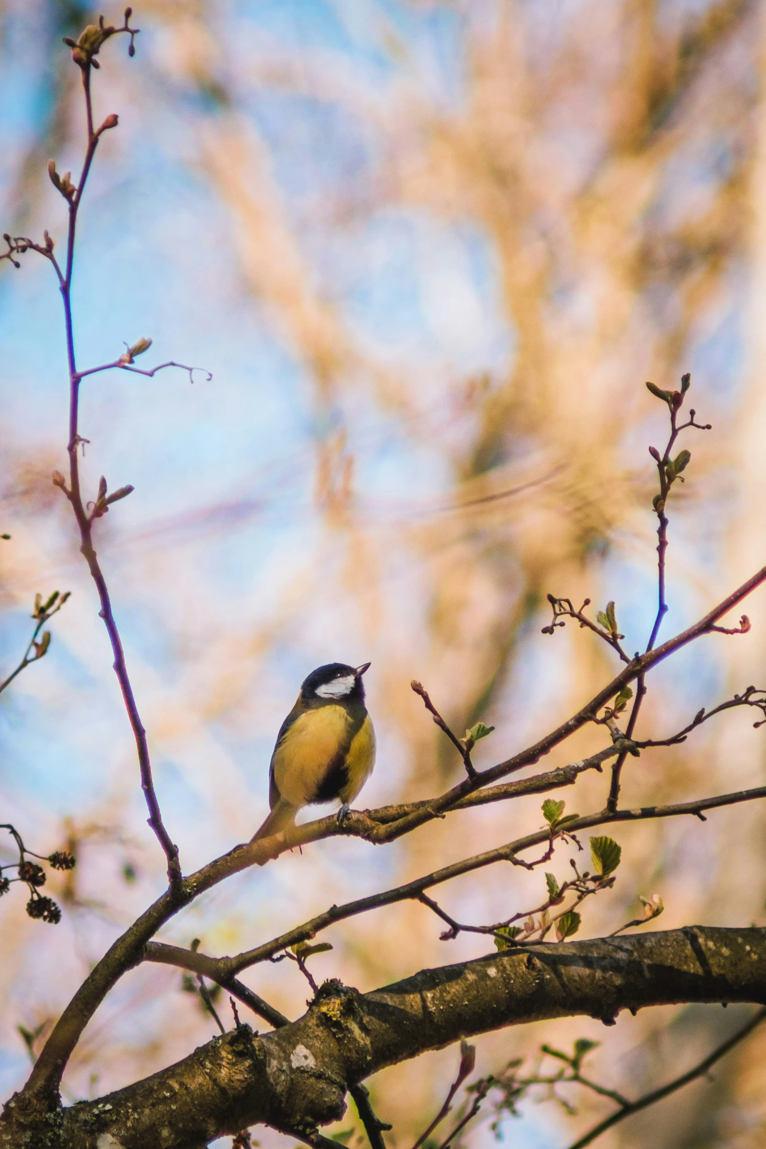 a bird perched on top of a tree nch