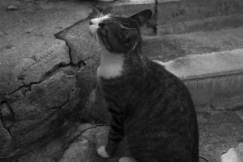 a cat sitting on some stairs looking at soing in the air