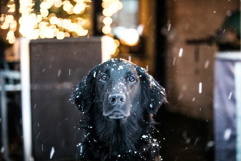 a dog is sitting in the snow in the middle of a window