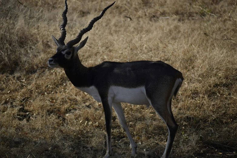 an animal is standing on the brown grass