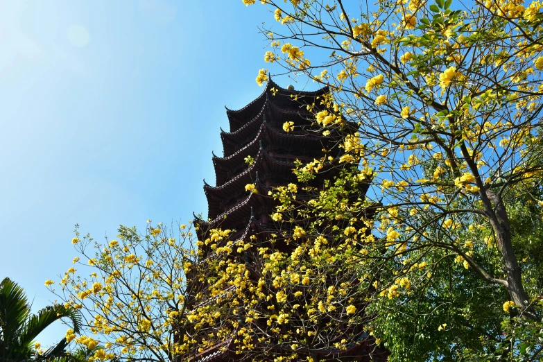 the view of the bell tower through the trees