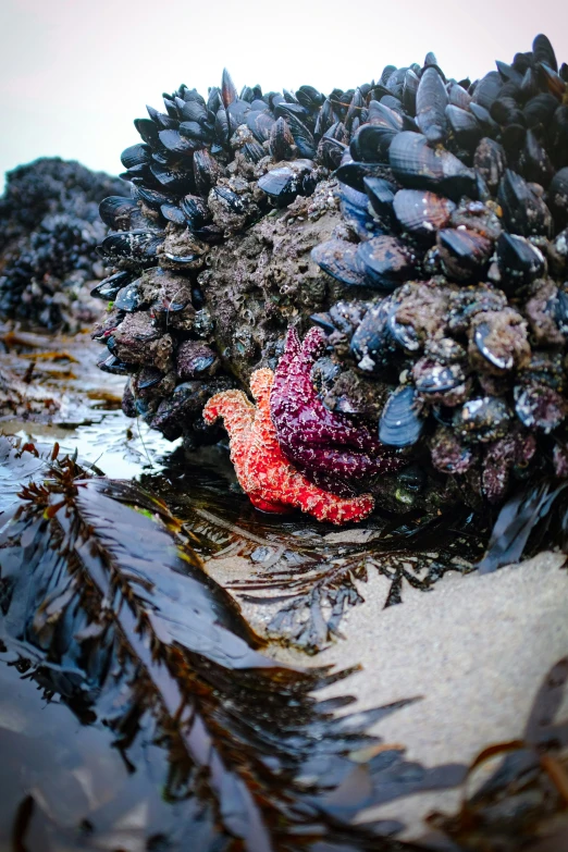 colorful sea anemones growing out of mulch on the shore