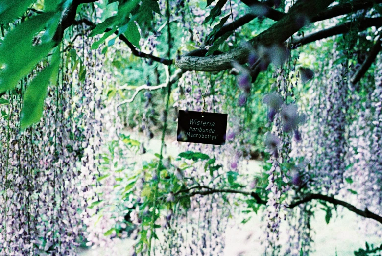 tree with several hanging beads and hanging sign