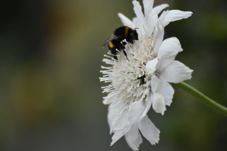 a bee sitting on top of a white flower