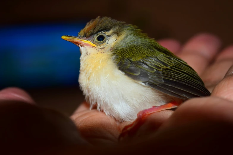 a close - up view of a small bird on someone's hands