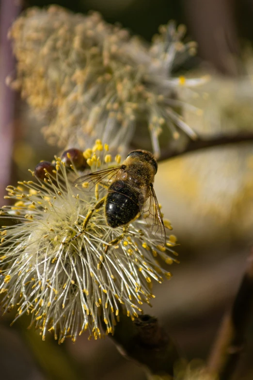 a bee on a weed that is close up