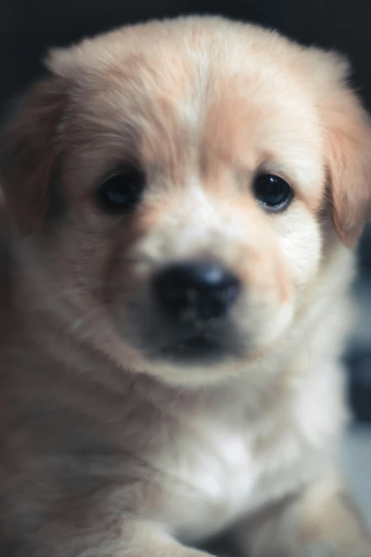 small brown puppy laying down looking forward