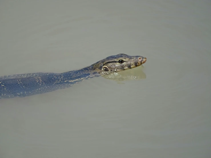 a large gray snake swimming in the water