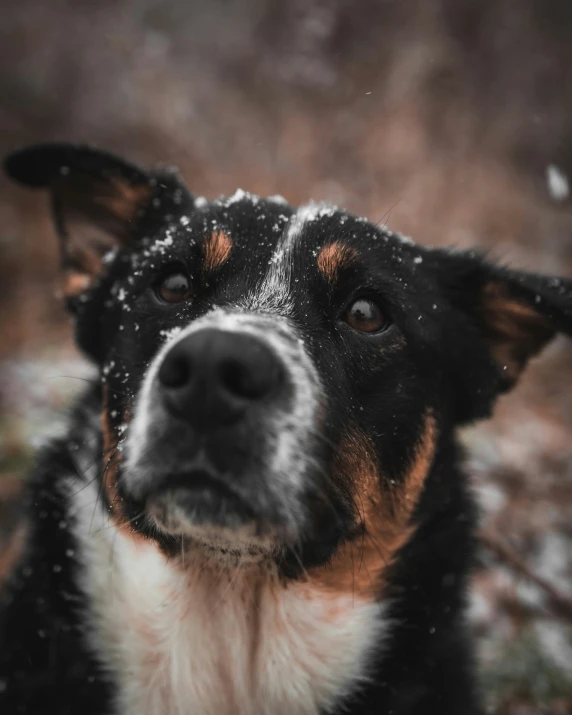 a dog with snow all over its face looking upward