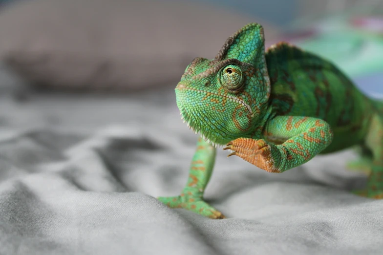 a chameleon is posed on a bed in the daytime
