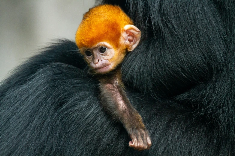 an infant monkey is holding its mother's arm