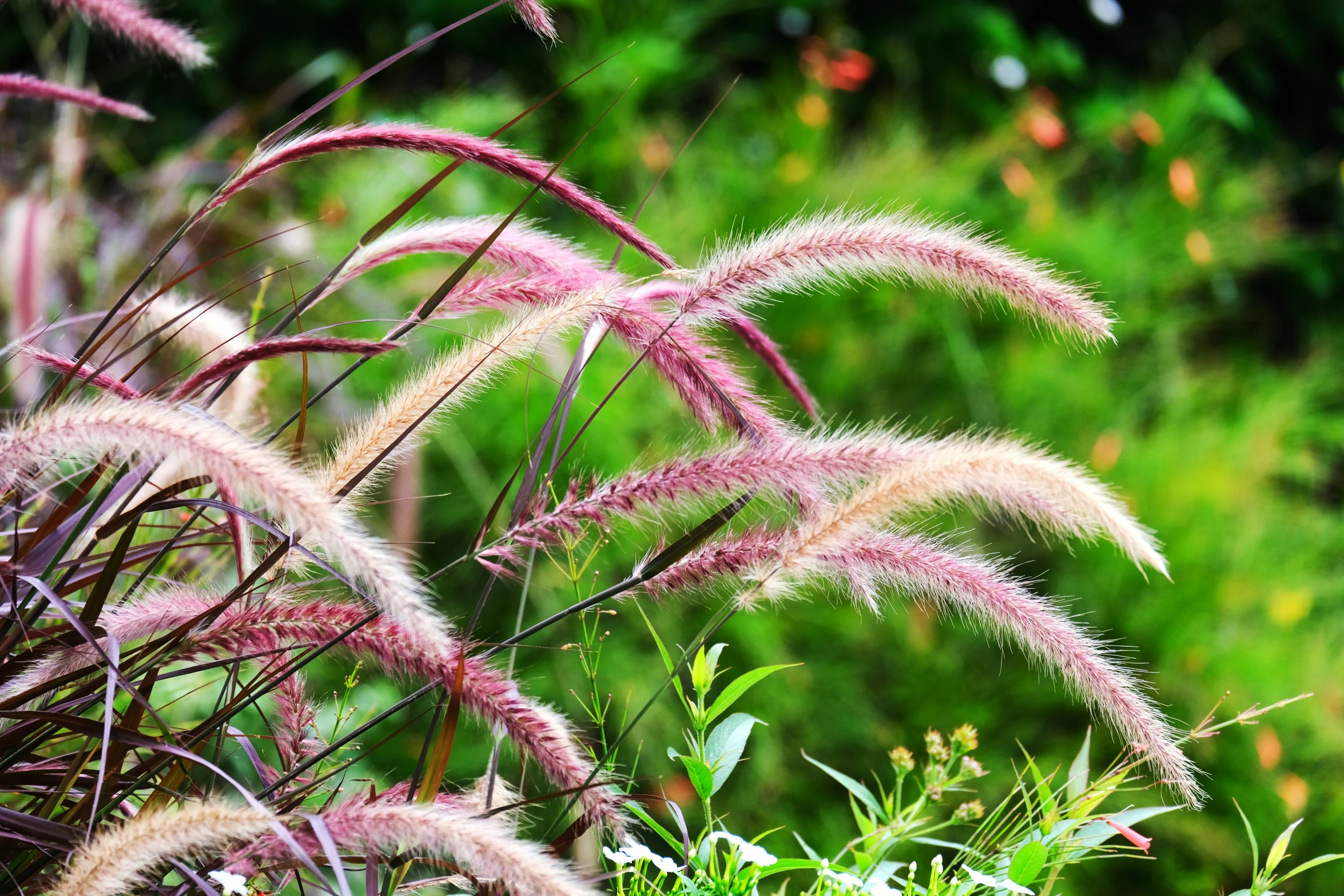 a bunch of pink plants that are on the ground