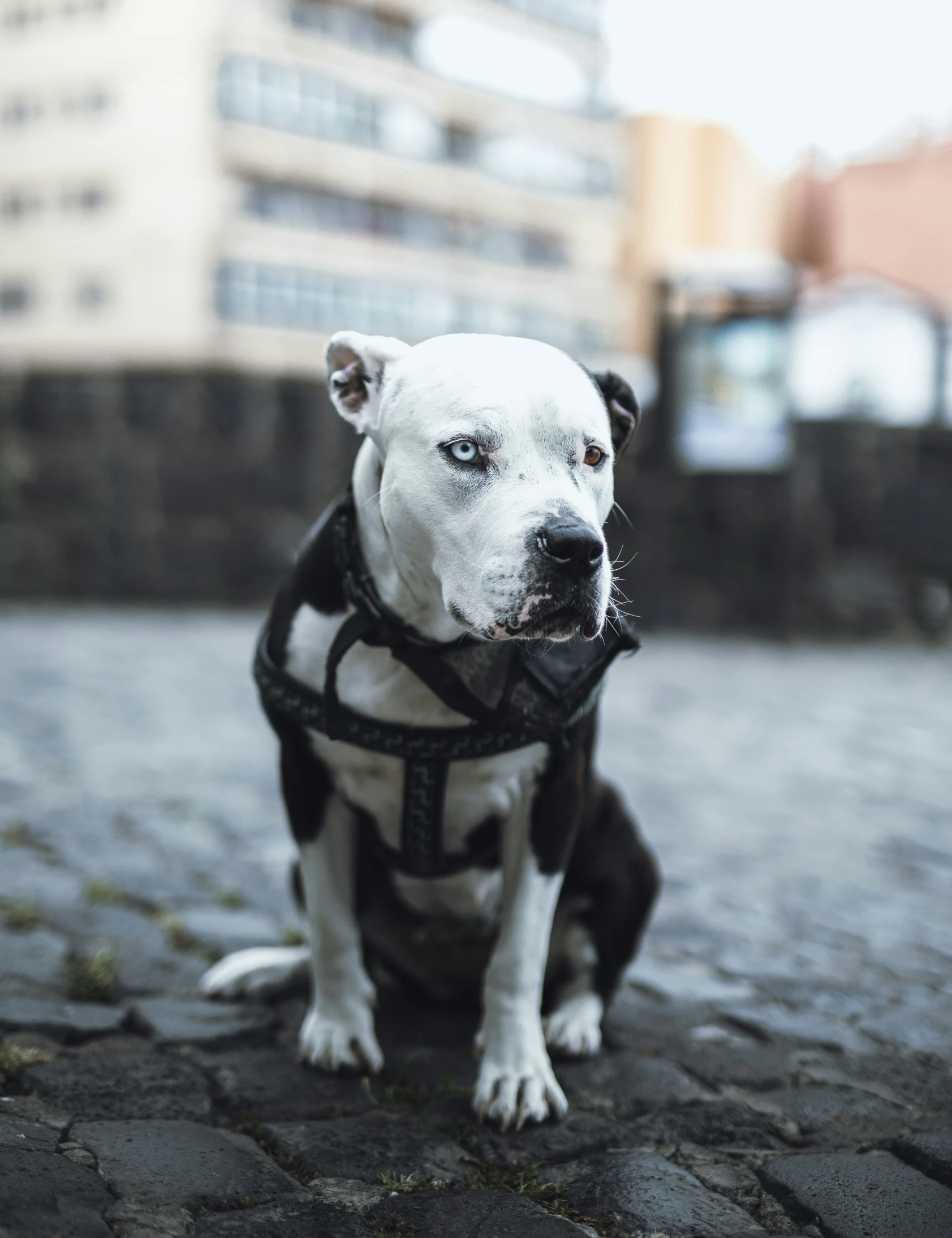 a white and black dog wearing a harness on a stone path