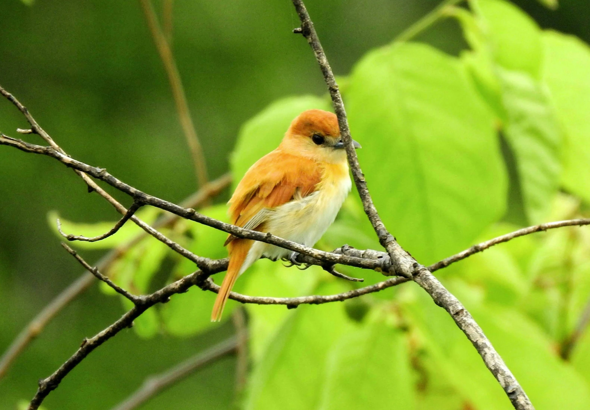 a small orange and white bird is sitting on a nch