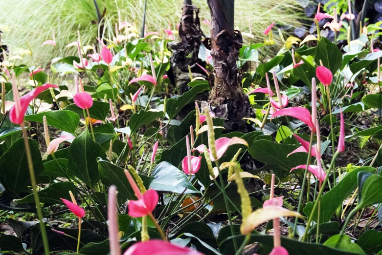 pink flowers and green leaves in a garden