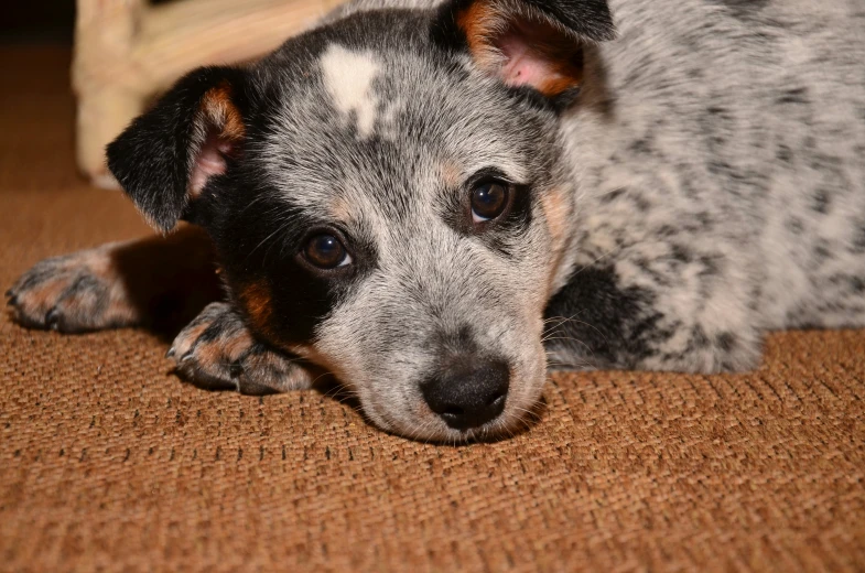 a blue heeled heeler dog laying down on a brown carpet