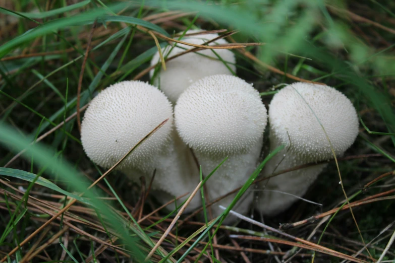 three small white mushrooms with short bases in a field